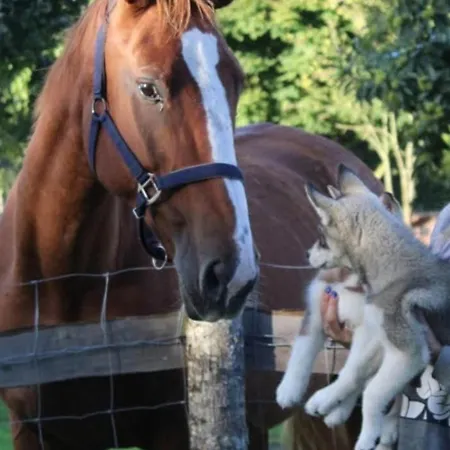 Les Ecuries Du Ranch